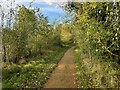 Woodland walk - Breed Fen