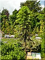 SX9265 : Babbacombe Model Village: Wollemi Pine by Stephen Craven
