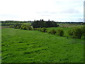 Grassland near Caldcoats House