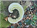 Bracket fungus on beech tree