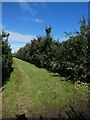 Cider apple orchard by Nye Road