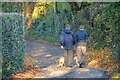 Bovey Tracey : Country Lane