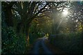 Bovey Tracey : Country Lane