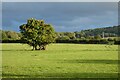 Pasture, Chinnor