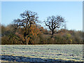 Two trees across a frosty field