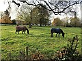 TF4509 : Racehorses relaxing on the Peckover Estate in Wisbech by Richard Humphrey