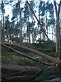 NT6378 : East Lothian Landscape : Storm-felled Trees In Hedderwick Hill Shelter-belt by Richard West