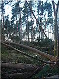 NT6378 : East Lothian Landscape : Storm-felled Trees In Hedderwick Hill Shelter-belt by Richard West