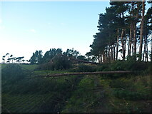 NT6378 : East Lothian Landscape : Storm-felled Trees at Hedderwick Hill Shelter-belt by Richard West