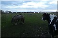 Horses beside Windmill Lane