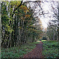 SO8791 : South Staffordshire Railway Walk in Himley Plantation near Wombourne by Roger  Kidd