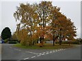 Autumn trees, Windsor Road, Droitwich