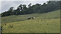 Horses by the Abberley Circular Walk