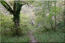 SK1573 : Path down to the River Wye, Millers Dale by Tim Heaton