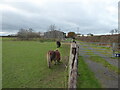 Miniature ponies in a paddock