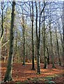 Trees in Chopwell Woods