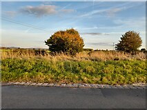 SP7407 : Field by Stanbridge Road, Aston Sandford by David Howard