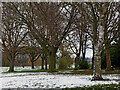 Trees in Goodyear Neighbourhood Park, Wolverhampton