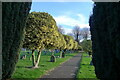 Variegated holly, Grantham cemetery