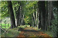 Tree lined driveway to Monea Castle