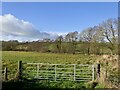 Pasture beside the Whyte Brook