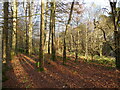 SD2188 : Woodland in East Park by Adrian Taylor