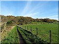 Footpath leading into Chopwell Woods