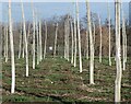 Hopfield by Kit Hill, Boughton under Blean