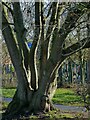 Ash tree alongside the Grantham Canal