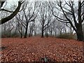 Upper Fell Greave Woods