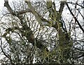 NZ1253 : Winter trees by Robert Graham