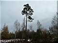NZ1253 : Lone pine in winter by Robert Graham