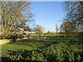 Ponies grazing at Marston