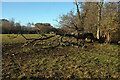 SX8574 : Fallen tree by the Teign by Derek Harper