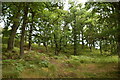 Woodland by the River Spey