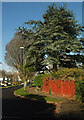 Trees, Brendons Avenue, Livermead