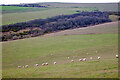 TQ4504 : Sheep grazing above Well Bottom by Robin Webster