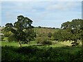 Tree nursery, Venn Ottery