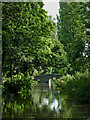 Canal west of Baswich, Stafford