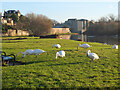 Swans feeding at The Cobby, Kelso