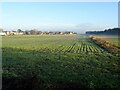 Crop field, Barmby Moor