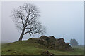 Prominent Tree on the A53, Roaches