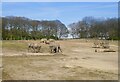 Elephants at Knowsley Safari Park