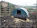 TQ3581 : The main pig at Stepney City Farm by Marathon