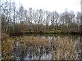 Pond in Coton Park Local Nature Reserve