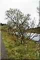 H0455 : Mossy tree, Lough Achork by N Chadwick