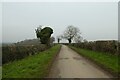 Ivy covered trees along Whitcliffe Lane