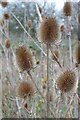 SO8844 : Teasels by Philip Halling