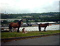 A view across the valley from Poplars Park, Bradford