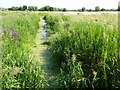 SO9137 : Brook in Twyning Meadow by Philip Halling